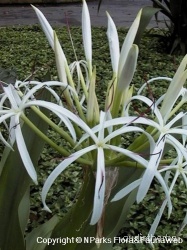 Crinum asiaticum flower1.jpg